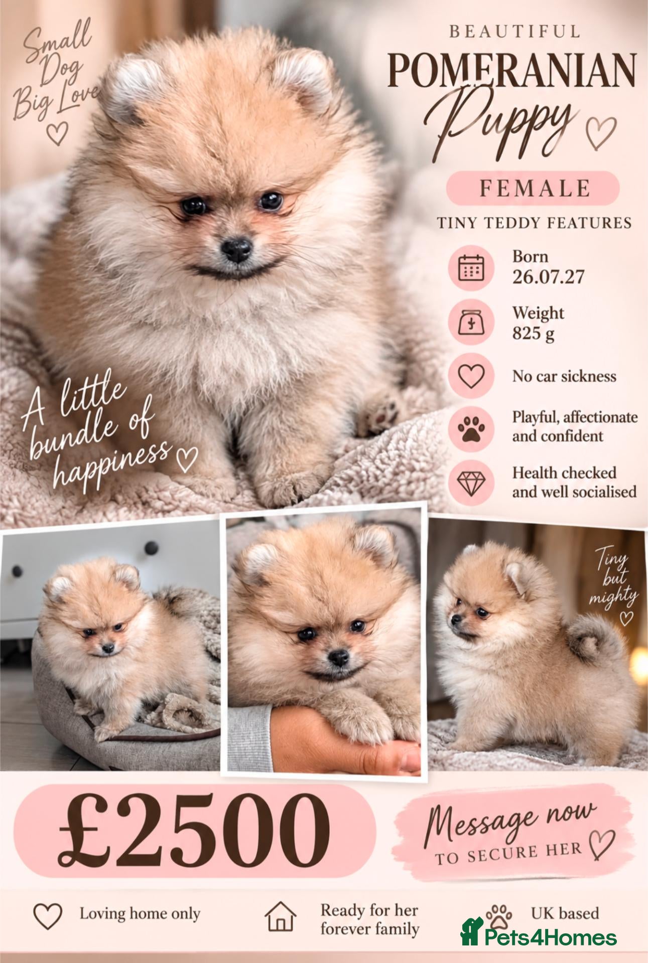 Pomeranian dogs Beautiful Tiny Teddy-Faced Girl, Croydon  - Advert 1