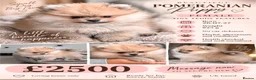 Pomeranian dogs for sale: Beautiful Tiny Teddy-Faced Girl, Croydon  - Advert 1
