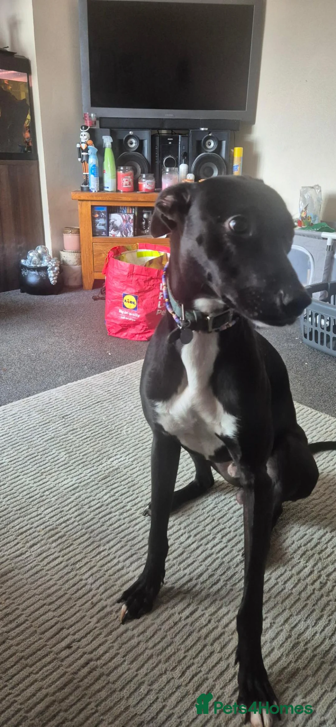 Lurcher dogs for sale: 1 year old male lurcher - Advert 4