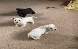 Mixed Breed dogs for sale: Lively litter of Wauzers for sale. - Image 4