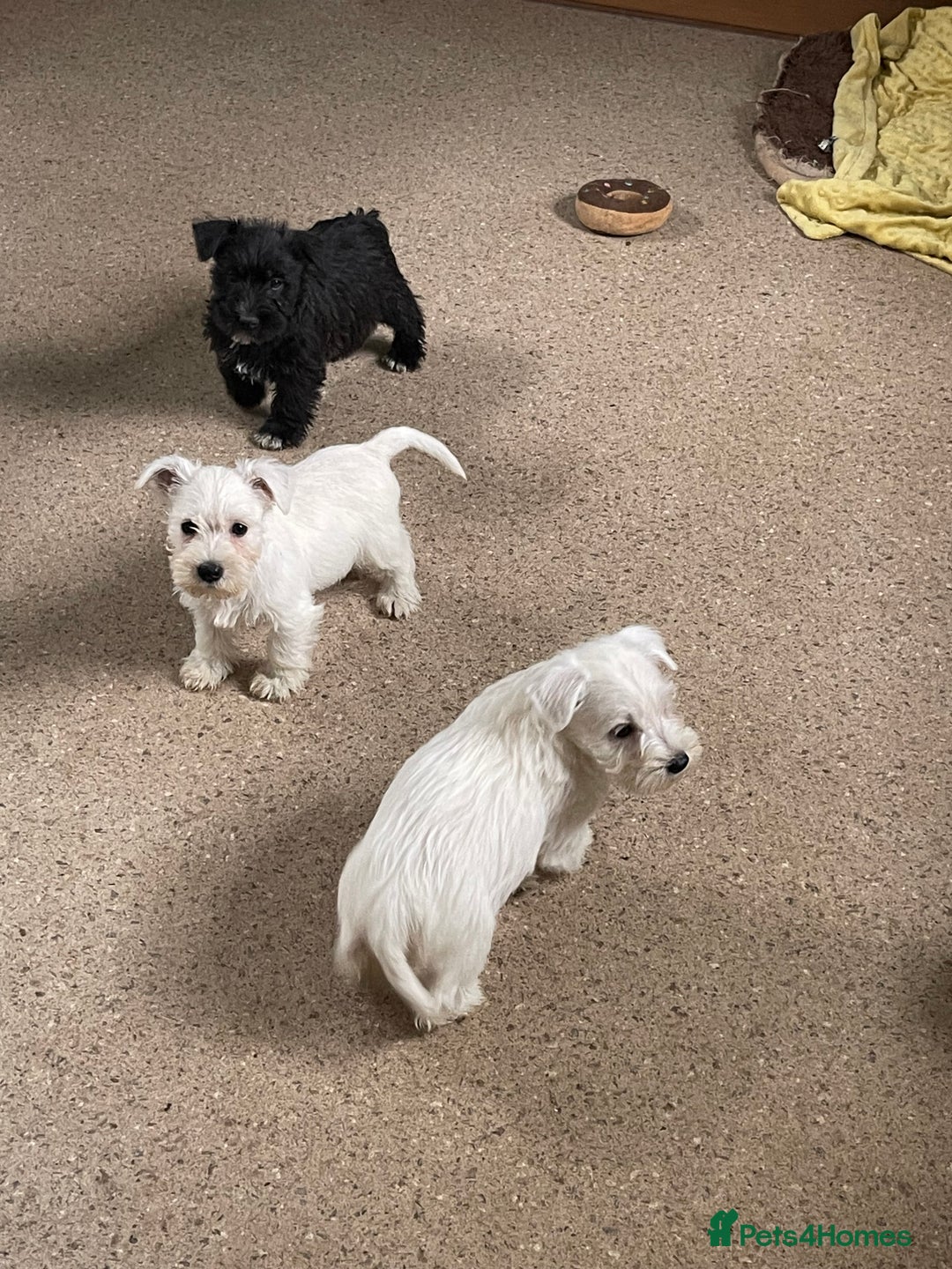 Mixed Breed dogs for sale: Lively litter of Wauzers for sale. - Image 4