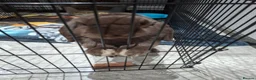 Mini Lop rabbits for sale: Bonded male mini lops in Nottingham - Advert 5