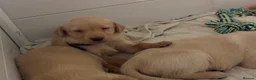 Labrador Retriever dogs for sale: Labradors - Advert 4