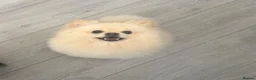 Pomeranian dogs for sale: Beautiful Russian line Pomeranians  - Advert 7