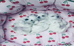 Maltese dogs for sale: 🩵Most Beautiful Full Korean Maltese 🩵 - Image 7