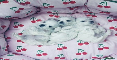 Maltese dogs - Advert 11