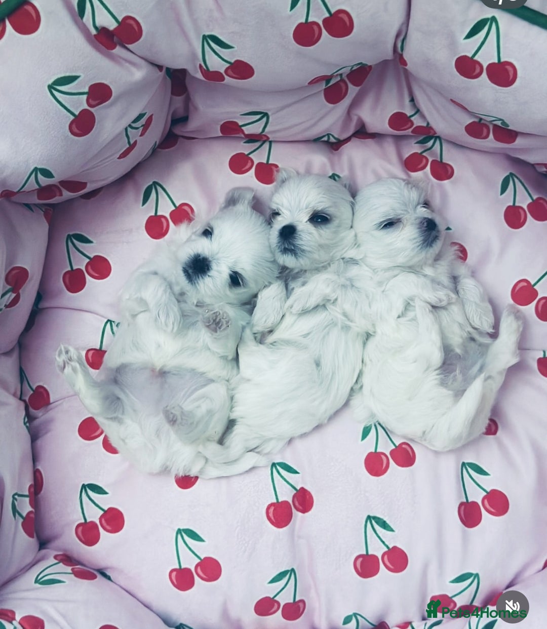 Maltese dogs for sale: 🩵Most Beautiful Full Korean Maltese 🩵 - Image 7