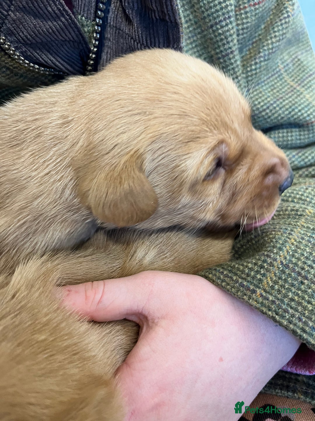 Labrador Retriever dogs for sale: KC reg Yellow Labrador pups  - Advert 10