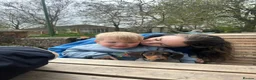 Miniature Dachshund dogs for sale: Meet Milo – 10-Month-Old Miniature Dachshund in Bordon - Advert 7