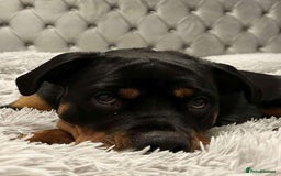 Rottweiler dogs for sale: Female Rottweiler  - Image 5