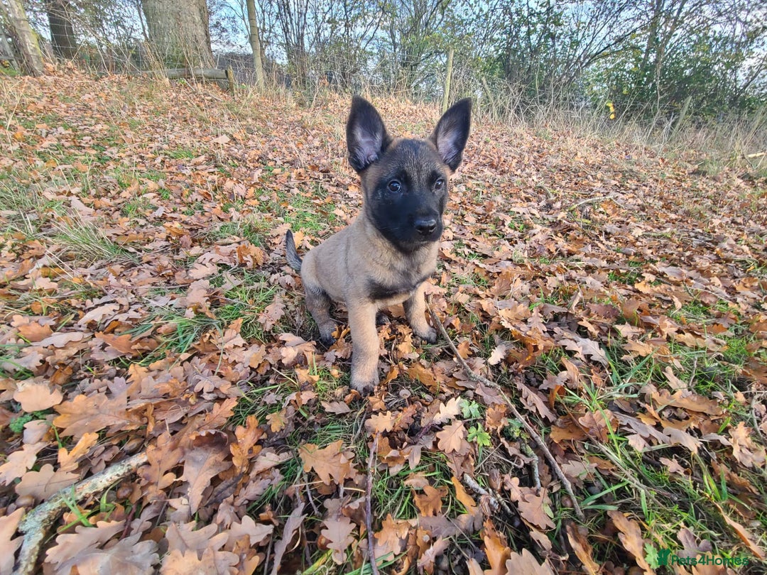 Mixed Breed dogs for sale: Belgium shepherd X German shepherd - Advert 8
