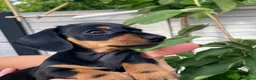 Miniature Dachshund dogs for sale: Miniature dachshund - Advert 4