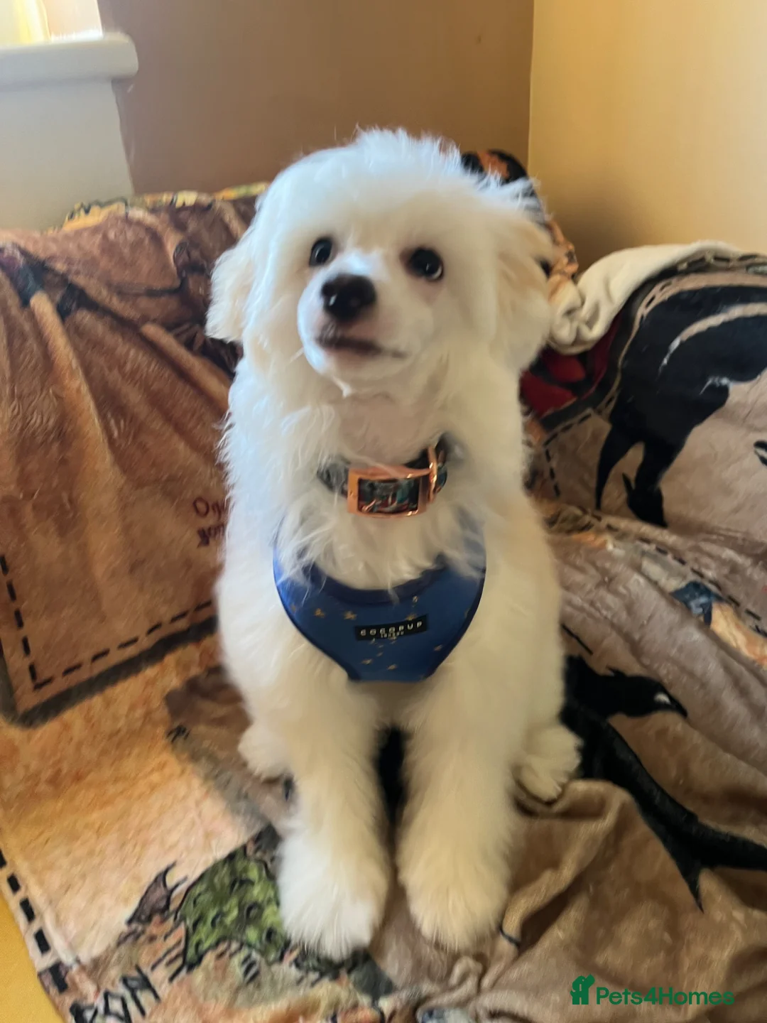 Chinese Crested dogs for sale: Chinese Crested Boy - Advert 2