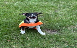 Border Collie dogs for sale: Border Collie Pup Dahlia  - Image 5