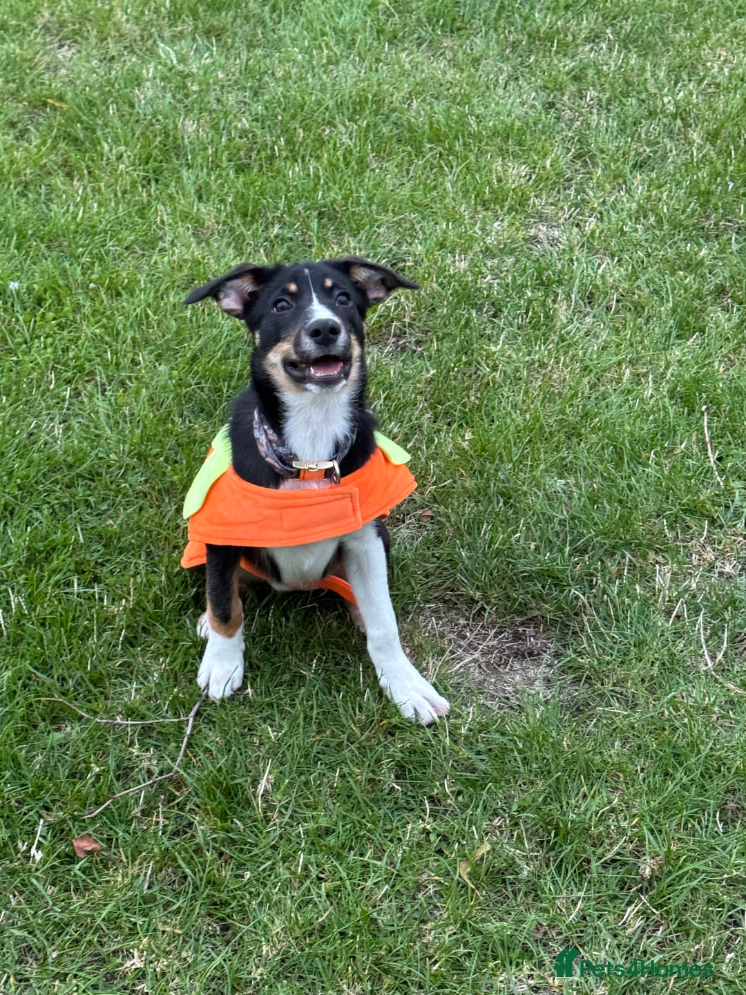 Border Collie dogs for sale: Border Collie Pup Dahlia  - Image 5