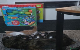 Domestic Shorthair cats for sale: Kittens  - Image 14