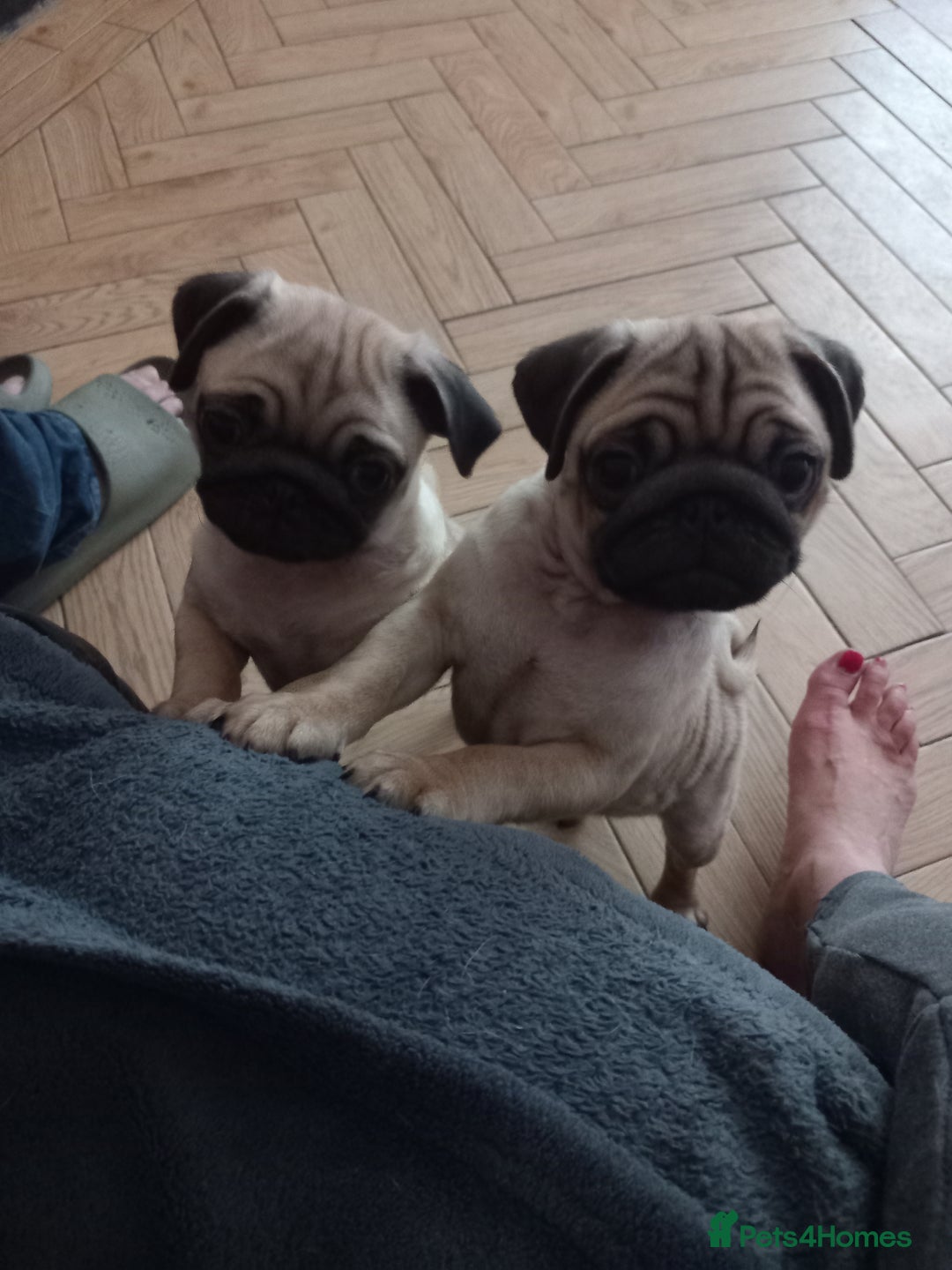 Pug dogs for sale: Pug puppies boys and girls  - Image 8