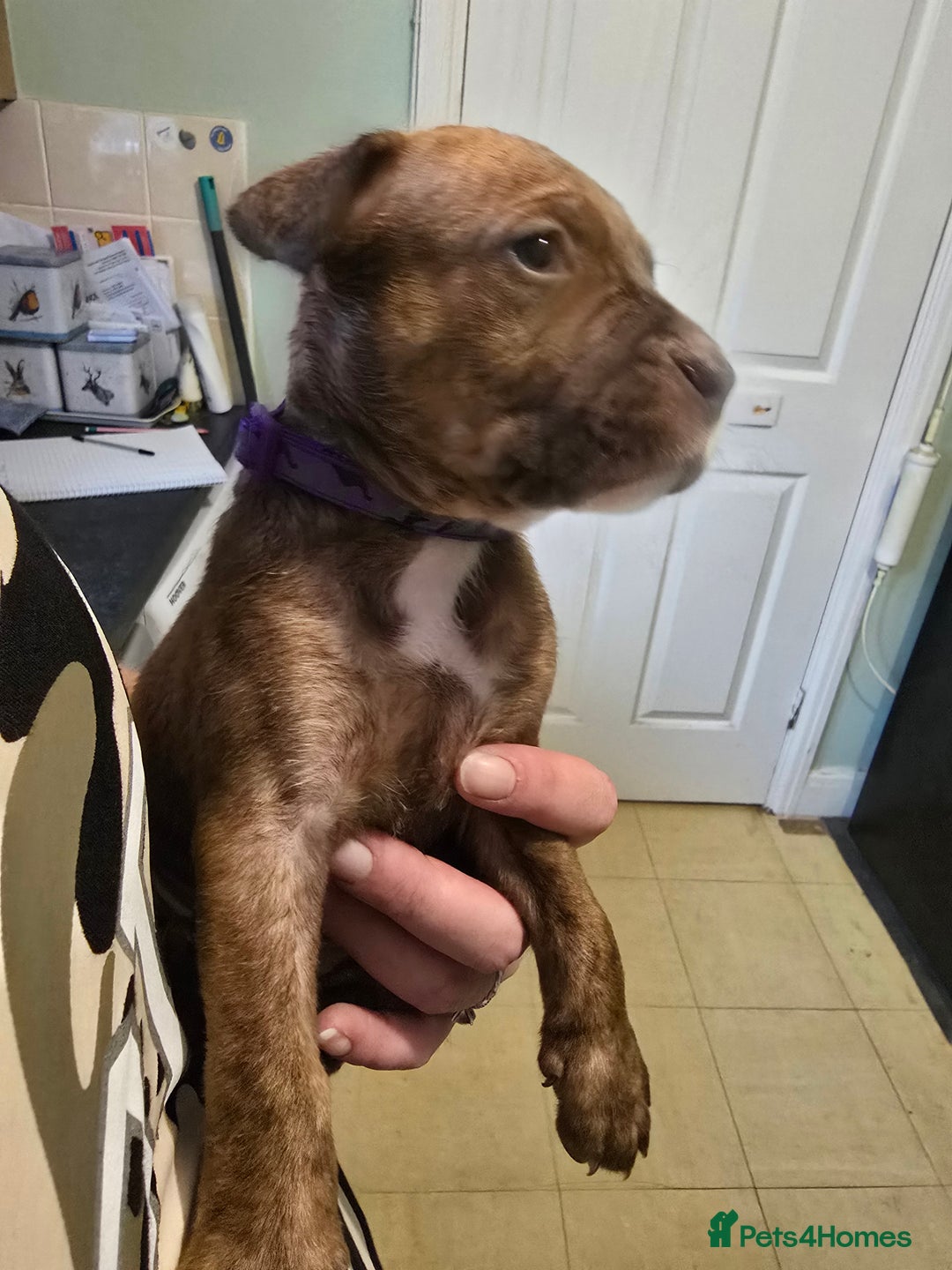 Mixed Breed dogs for sale: Bullmastiff x staff puppies - Image 3
