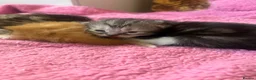 Persian cats for sale: Half Persian Kittens - Advert 9