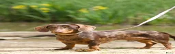 Miniature Dachshund dogs for stud: ROLO chocolate and tan dapple pink and LH carrier  - Advert 3
