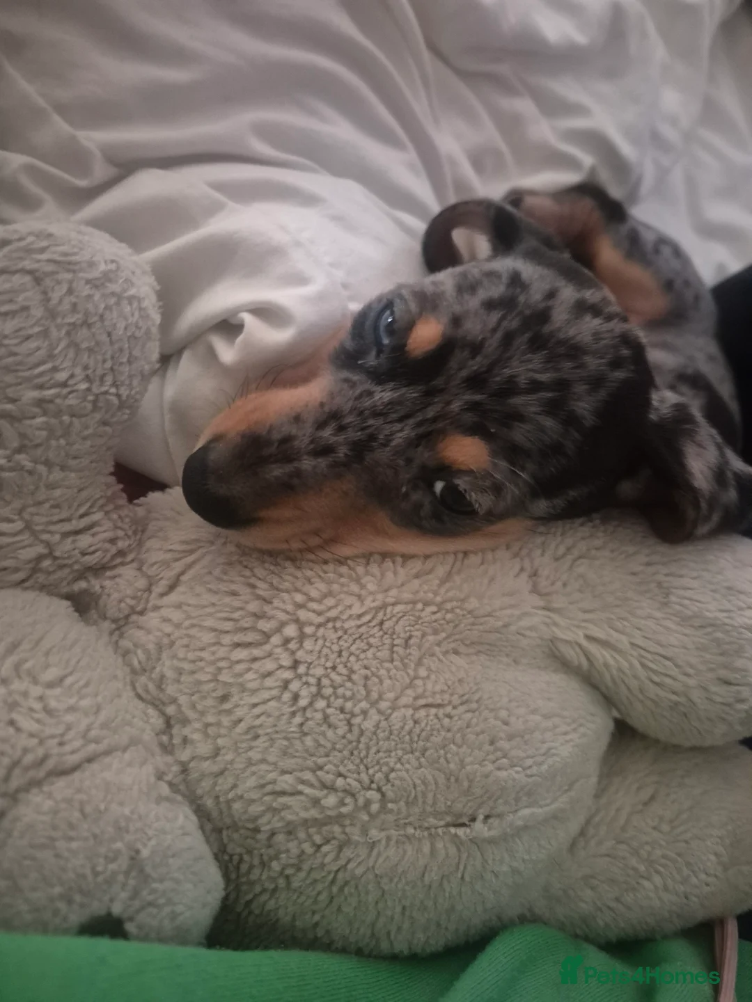 Miniature Dachshund dogs for sale: Male miniature Dachshund  - Advert 11