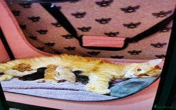 Maine Coon cats for sale:  Full pedigree Maine coon kittens for sale - Image 1