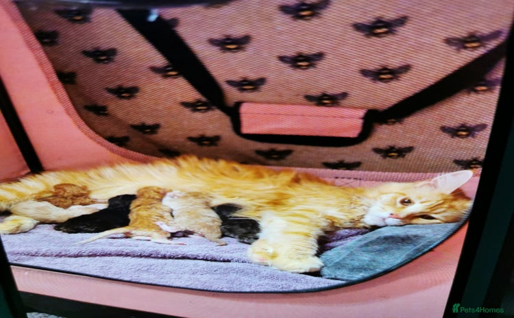 Maine Coon cats - Advert 12