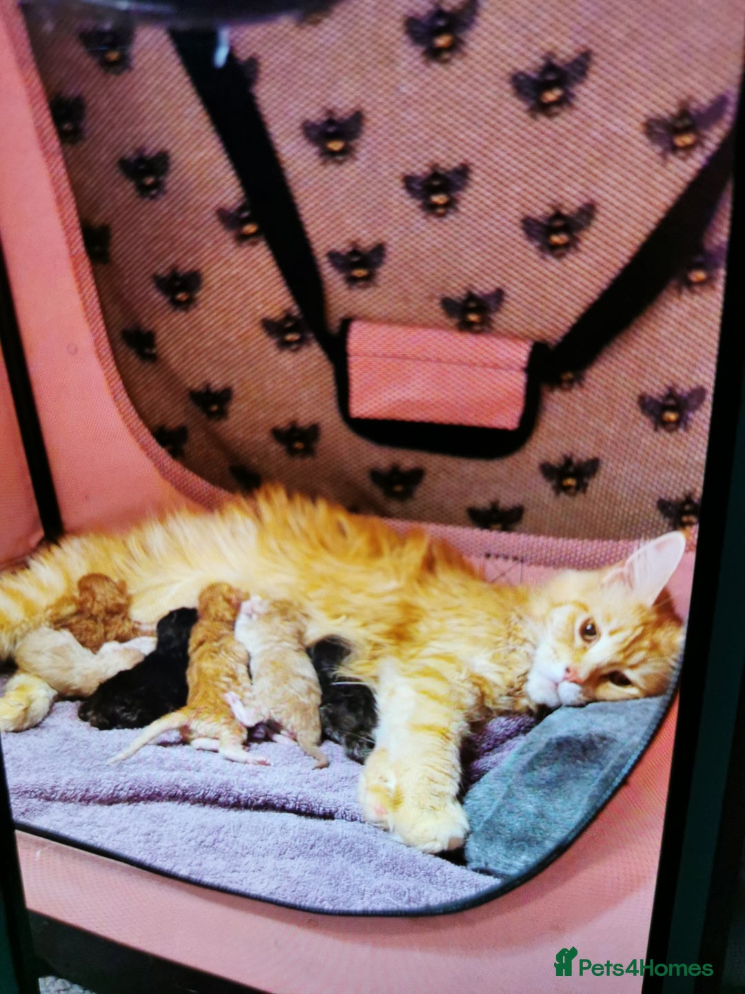 Maine Coon cats for sale:  Full pedigree Maine coon kittens for sale - Image 1