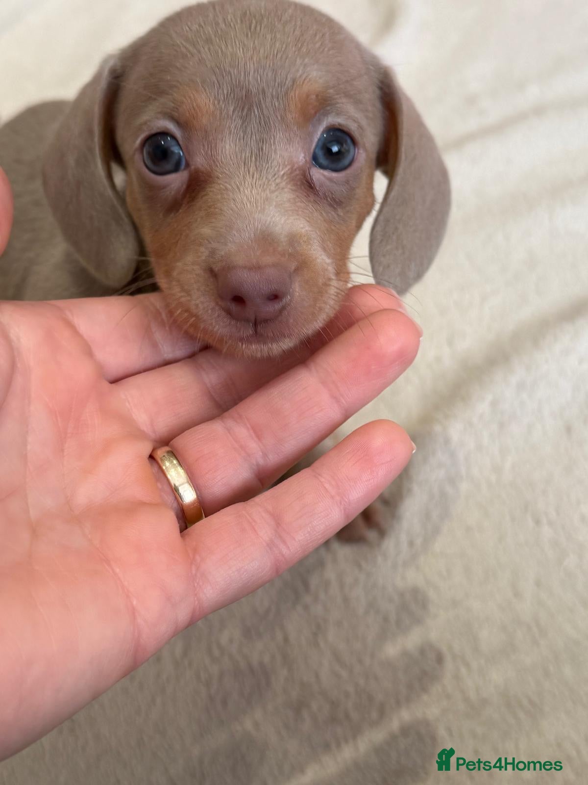 Dachshund dogs Our 4 beautiful Isabel and tan puppy’s  - Advert 3
