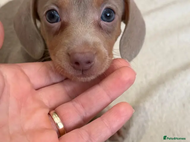 Miniature Dachshund dogs for sale: K.C registered miniature dachshund puppies - Advert 5