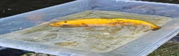 Koi Carp fish for sale: Mix of koi carp/sturgeon and tench for sale in Leeds - Advert 19