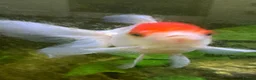 Goldfish fish for sale: Xl goldfish  - Advert 9