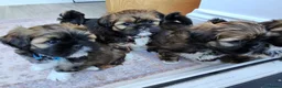 Lhasa Apso dogs for sale: Tibetan Lhasa Apso Brindle puppies  - Advert 8