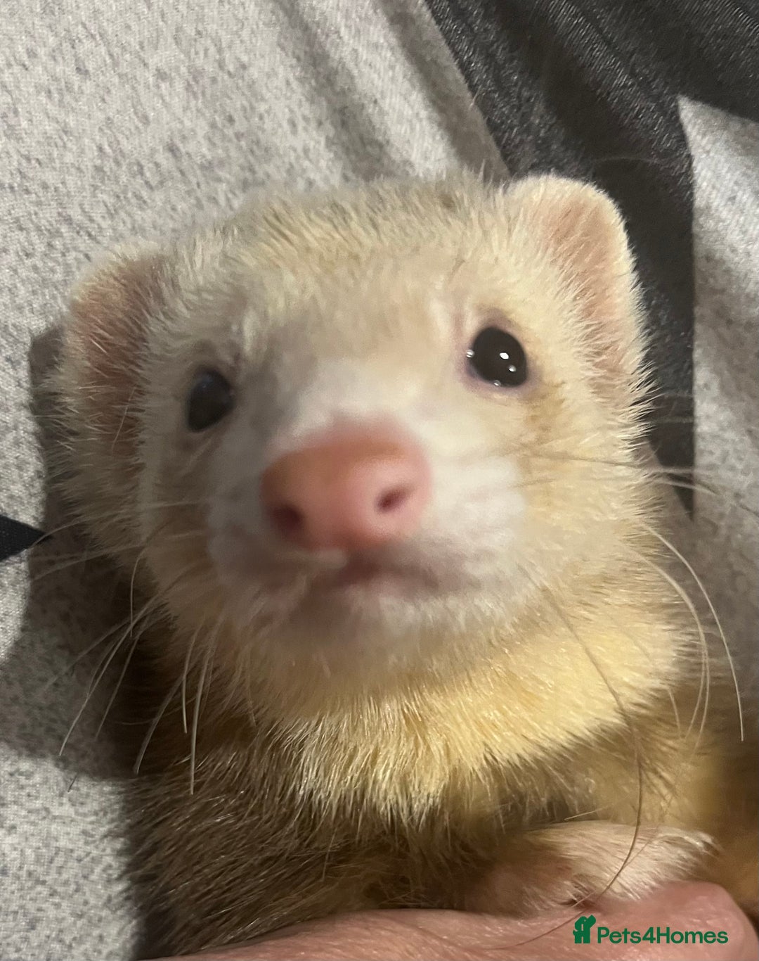 Ferret rodents for sale: 2 ferrets - Advert 1