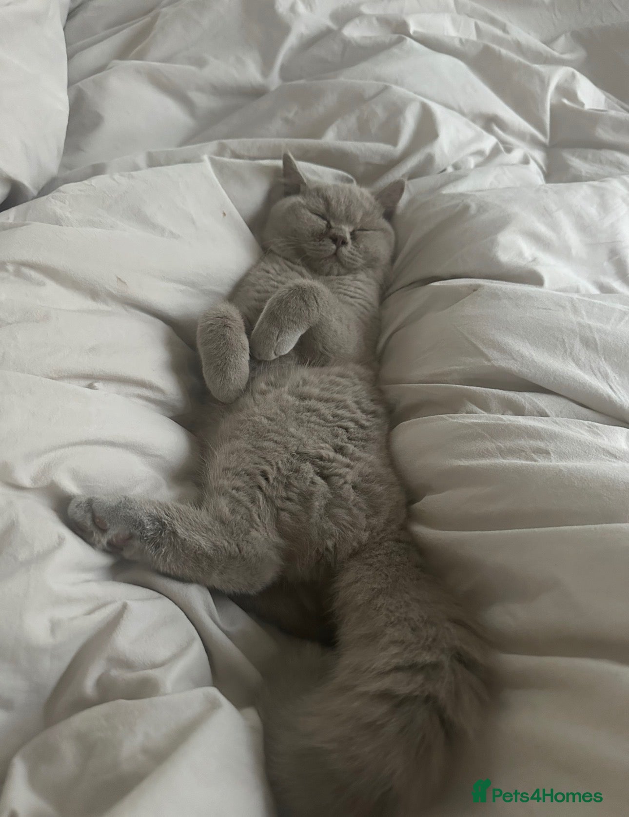 British Shorthair cats Lilac Male BSH Kitten  - Advert 10
