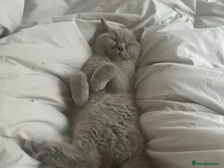 British Shorthair cats Lilac Male BSH Kitten - Advert 1