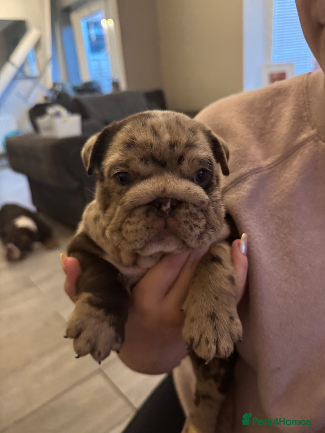 English Bulldog dogs for sale: Bettie & 007 babies short compact   - Image 11