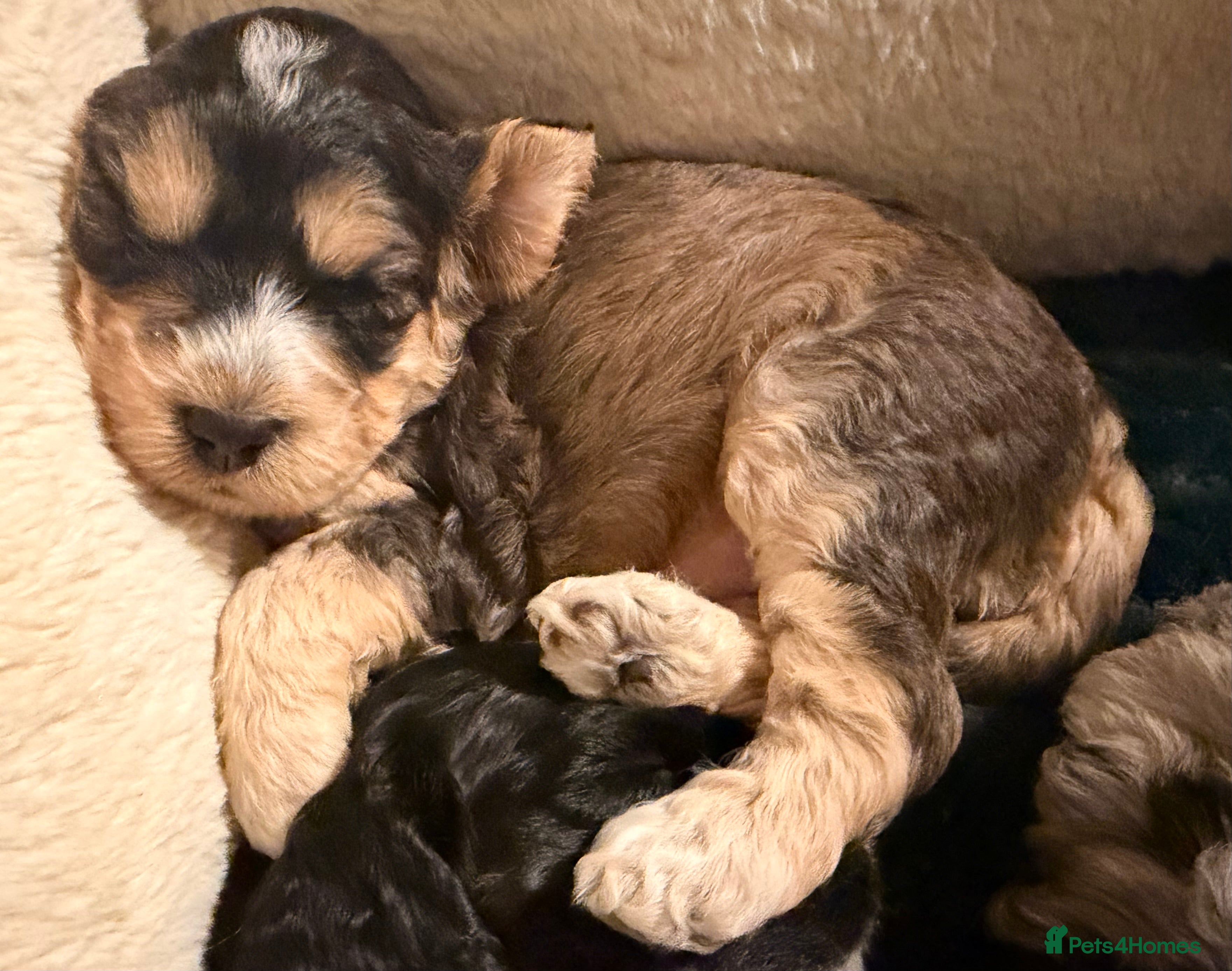 Cockapoo dogs F1 Cockapoo Puppies - Advert 5