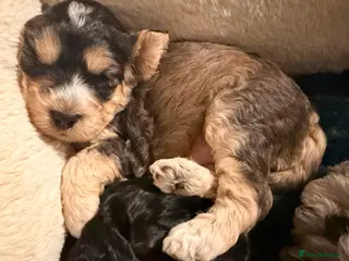 Cockapoo dogs F1 Cockapoo Puppies - Advert 5