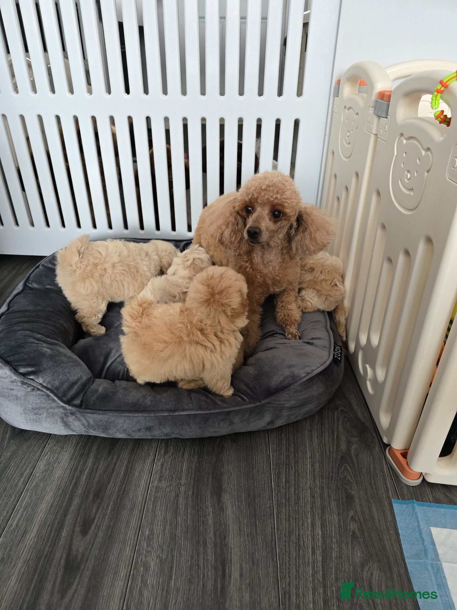 Maltipoo dogs  Beautiful  Maltipoo - Advert 2