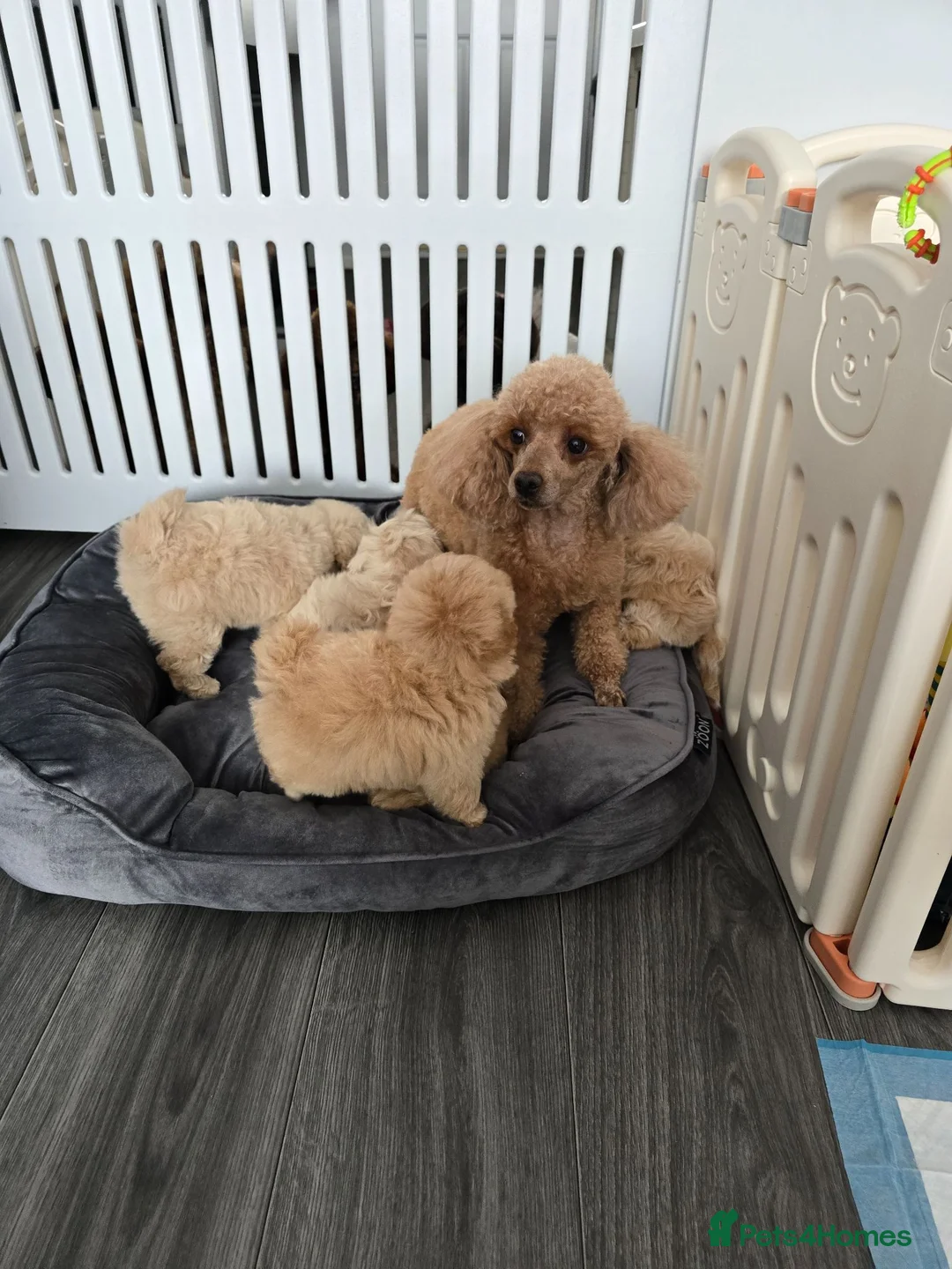 Maltipoo dogs for sale:  Beautiful  Maltipoo - Advert 2