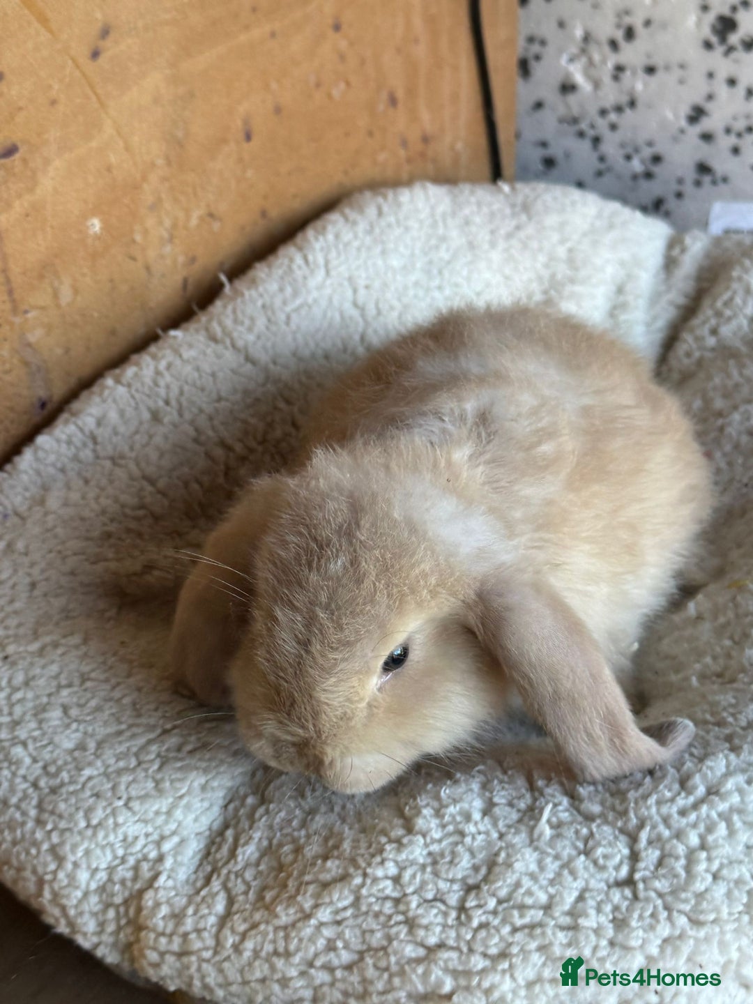 French Lop rabbits for sale: Purebred French Lop baby rabbits for sale  - Advert 12