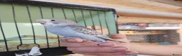 Budgerigars birds for sale: Budgies available now 🐦🐦‍⬛🦜🦚 - Advert 22