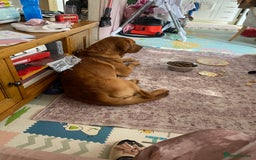 Labrador Retriever dogs for stud: for stud Male fox red Labrador proven makes 13 pup - Image 2