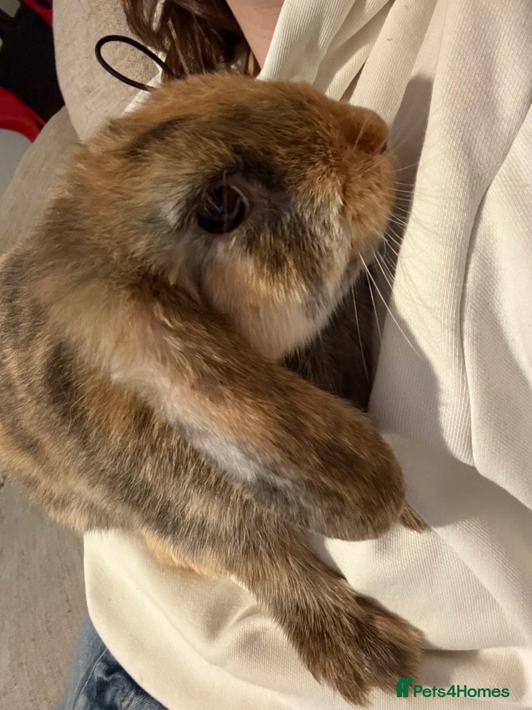 Mixed Breed rabbits for sale: Female rabbit  - Advert 2