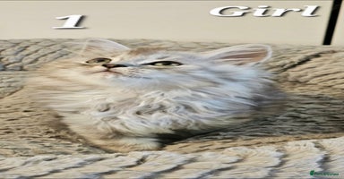 Scottish Fold cats - Advert 3