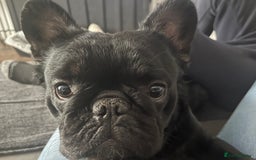 French Bulldog dogs for stud: Big fluffy frenchie boy - Image 6