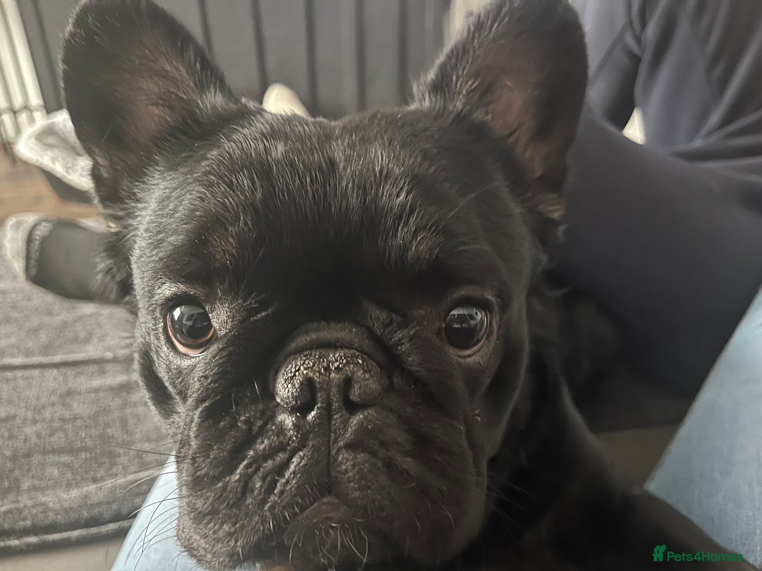 French Bulldog dogs for stud: Big fluffy frenchie boy - Image 6