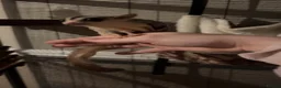 Sugar Glider rodents for sale: 3 sugar gliders + enclosure + toys/hammocks ect  in Chesterfield - Advert 4