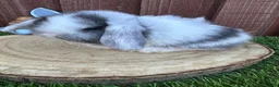 Mini Lop rabbits for sale: 🥰😍Stunning purebred mini lops ready to reserve  - Advert 18